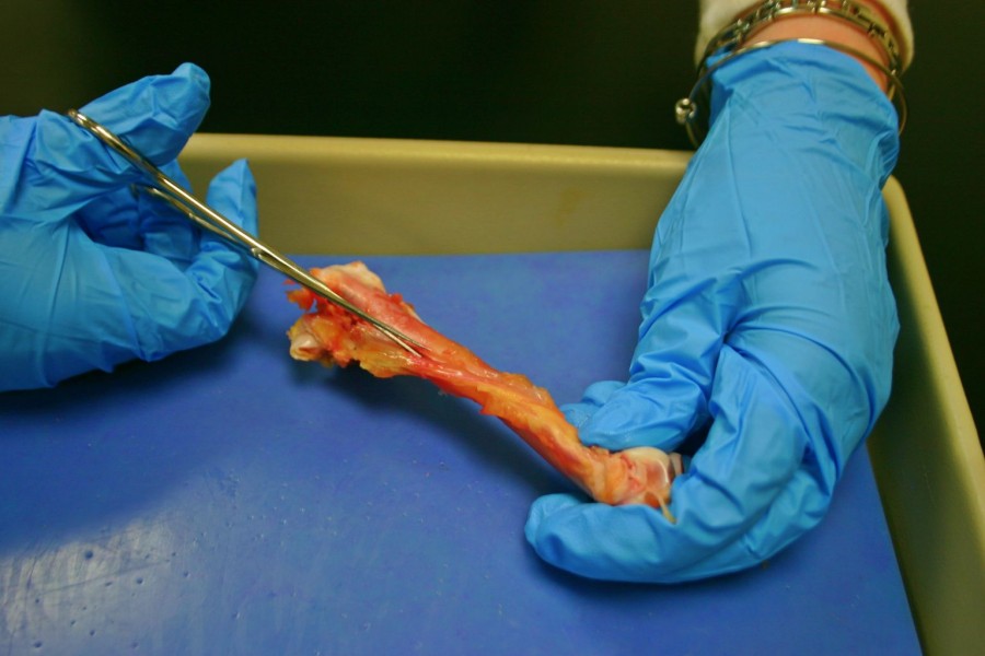A long bone is cut by dissecting scissors.  