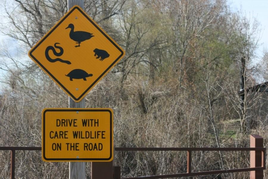 A sign warns drivers to look out for animals at the Shiawassee National Wildlife Refuge. 