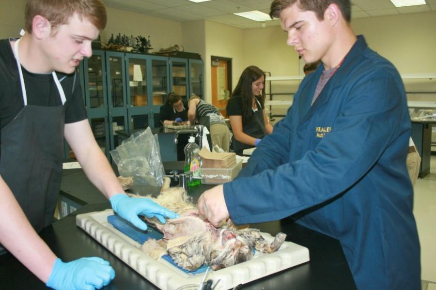 Seniors Ryan Walker (left) and Jacob Trombley dissect a cat on May 13 in their human anatomy class. 