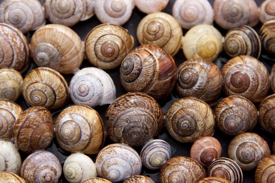 Snails slug into French classes