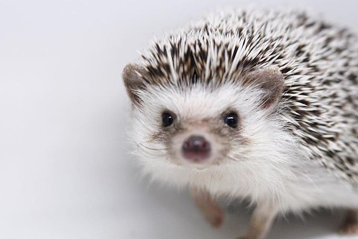 McDreamy lives a fast-paced life, for a hedgehog