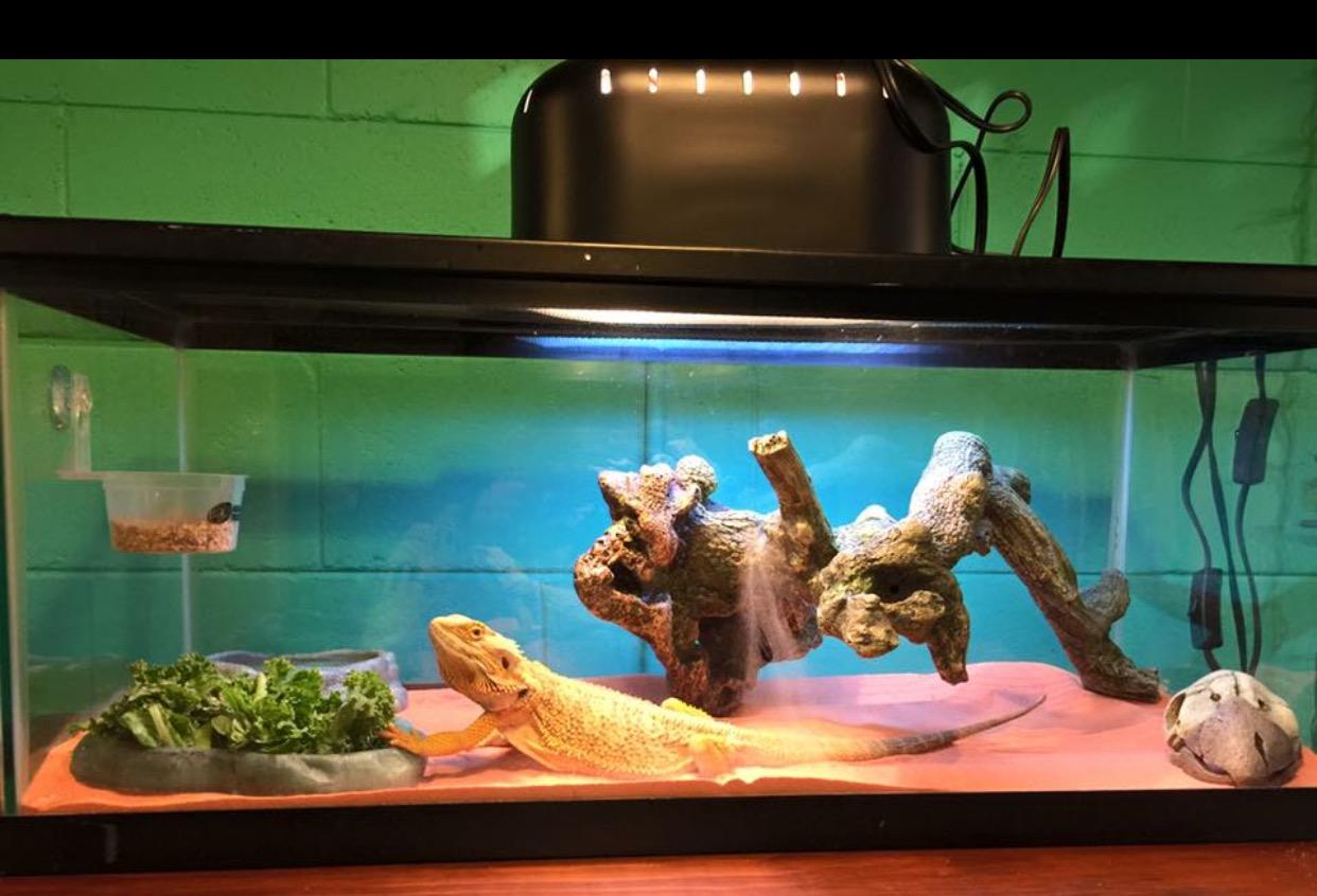 Eugene, the bearded dragon, hangs out in his tank most of the time.