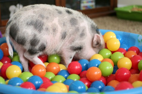 Wilbur loves to play in his ball pit.
