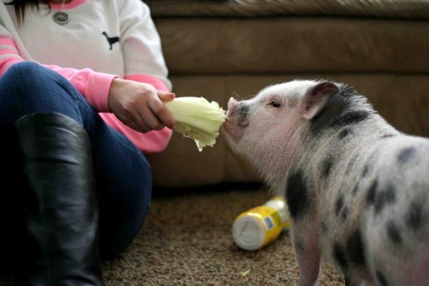 Madison feeds Wilbur lettuce and other vegetables often.