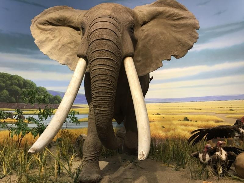 An elephant on display at Cabelas. 