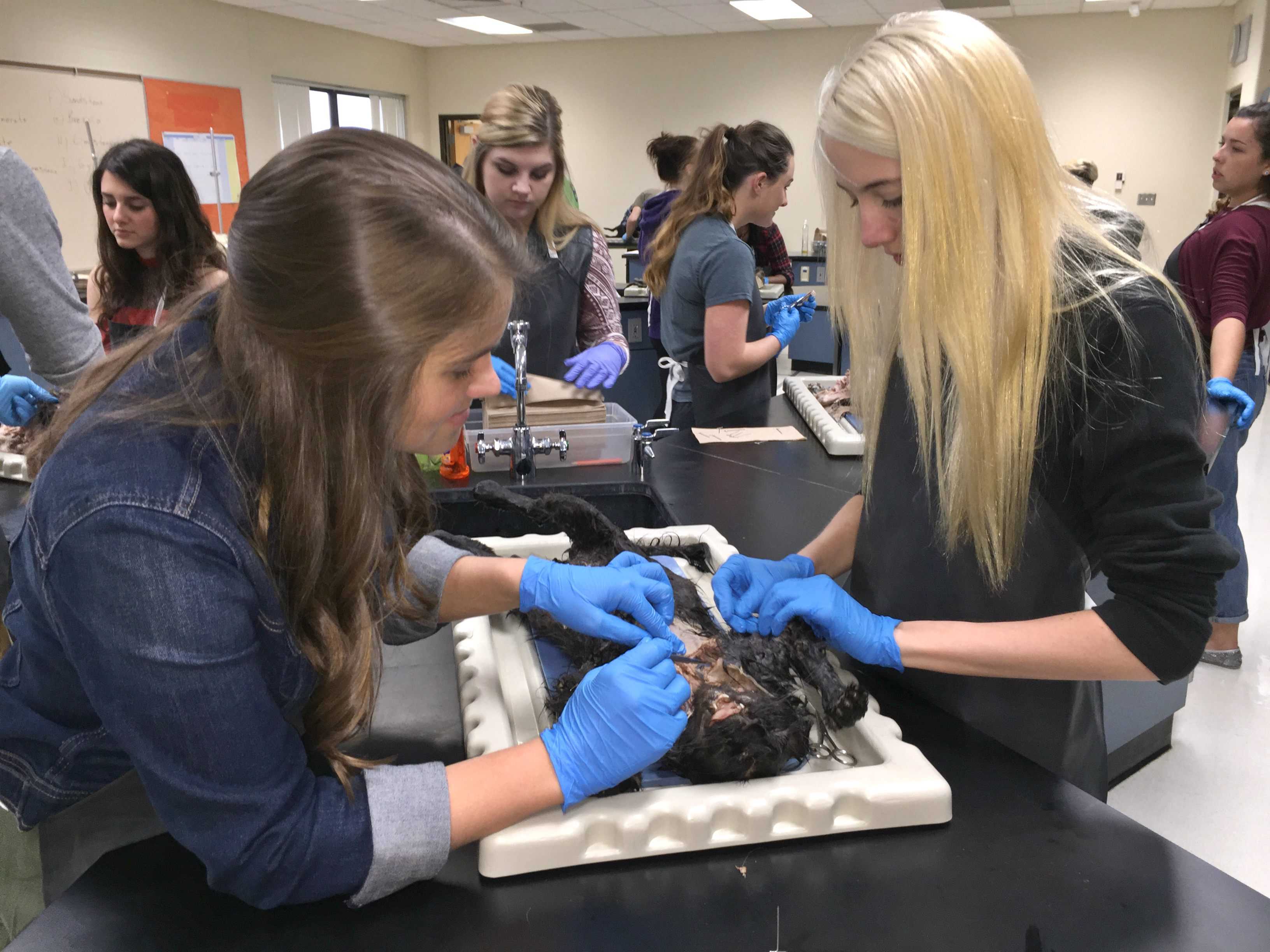 Seniors Colleen Desrochers (left) and Shayla Daly conduct their dissection in HAP class.