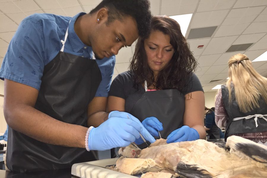 Seniors Tyler Frasher (left) and Mariah OLeary dissect the neck of a cat in Human Anatomy and Physiology on Wednesday, May 11.