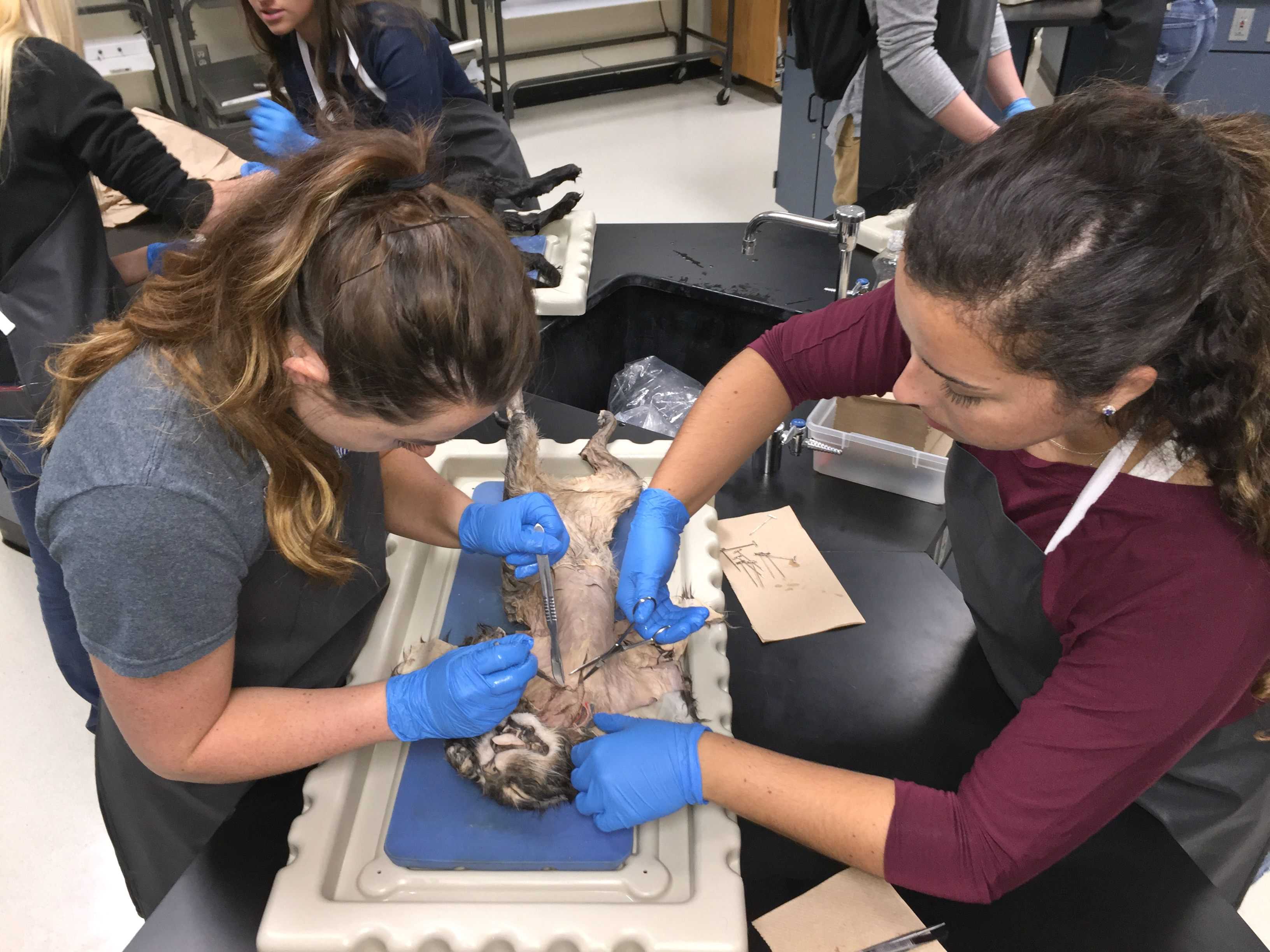Seniors Haley Flynn (left) and Brianna Finley work together on their cat dissection.