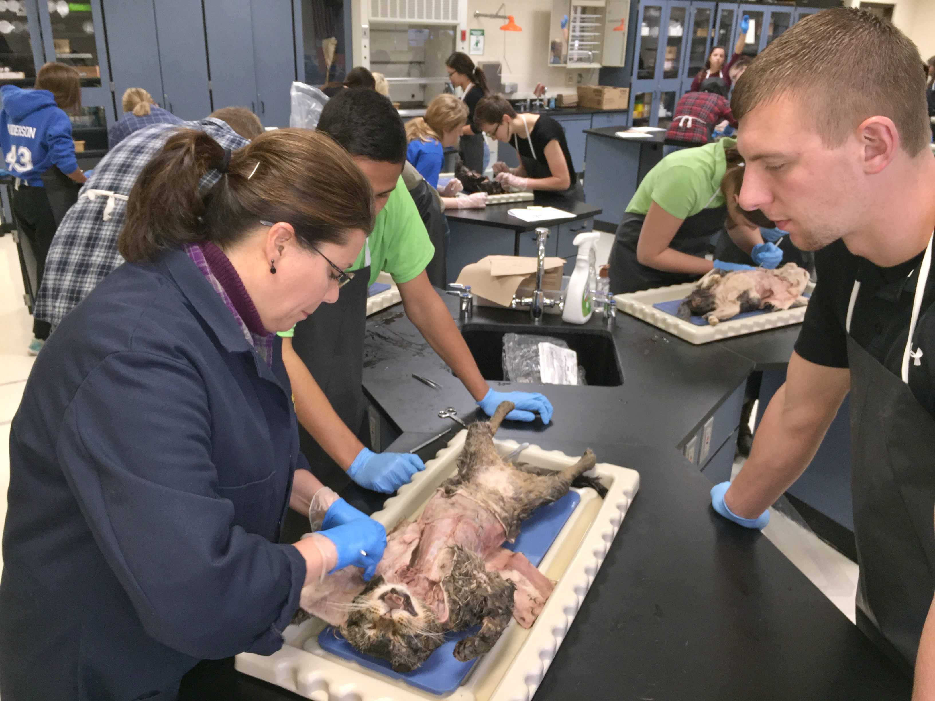 Mrs. Kandy Cousins (left) helps seniors Brevin Dias (green shirt) and Tyler Schwerin with their dissection.
