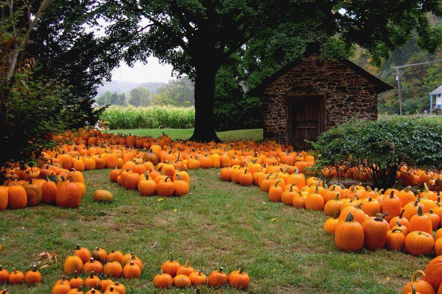 Picking out a pumpkin is a fun activity you can do at many apple orchards.