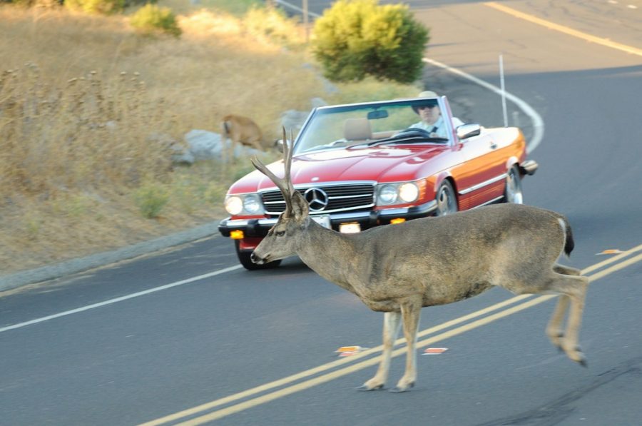 A buck crosses the road in front of a car.