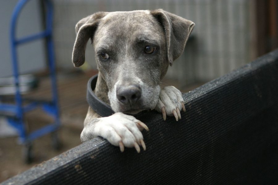 A blue brindle peers over a wall in a shelter.