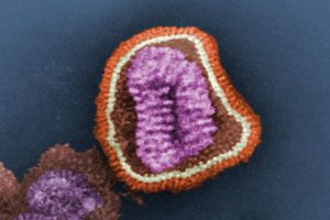 This negative-stained transmission electron micrograph depicts the ultrastructural details of an influenza virus particle from the Centers for Disease Control and Prevention.