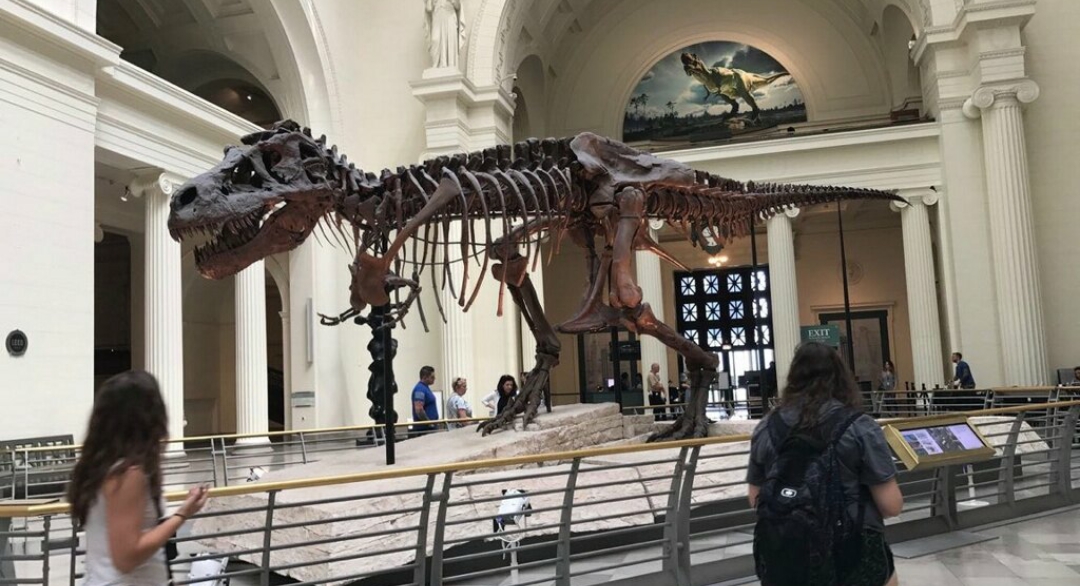 The tyrannosaurus rex fossils was one of the first exhibits students visited.
