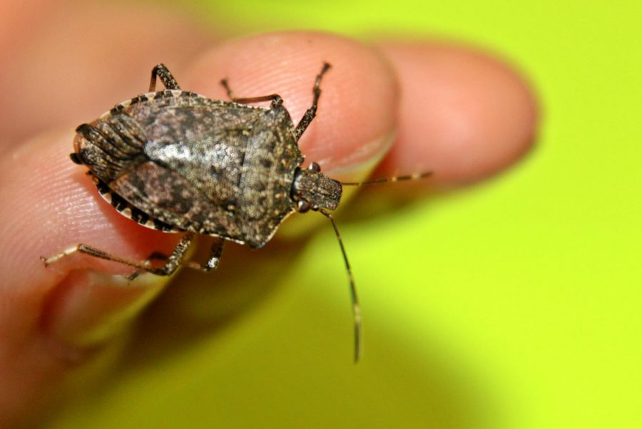 The+brown+marmorated+stink+bug+is+from+Asia+and+has+been+in+Michigan+for+several+years.