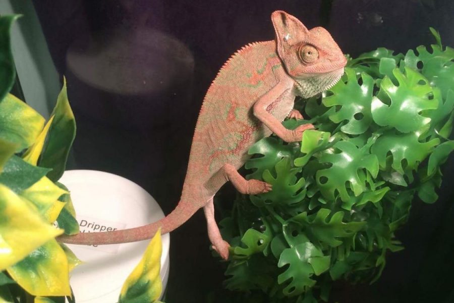 Rango, junior Chloe Clarks chameleon, is a dark color, showing hes angry and stressed after just getting a new cage.