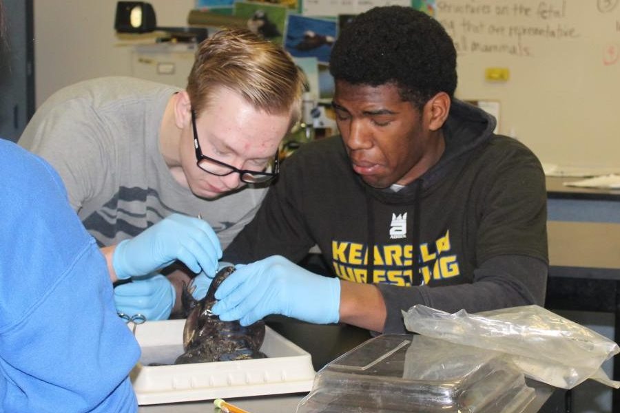 Sophomores Brandon Fisher (left) and John Brown push their way through the biology frog dissection. Biology teacher, Mrs. Leah Thomas has had the privilege to dissect frogs with her classes for four years now.