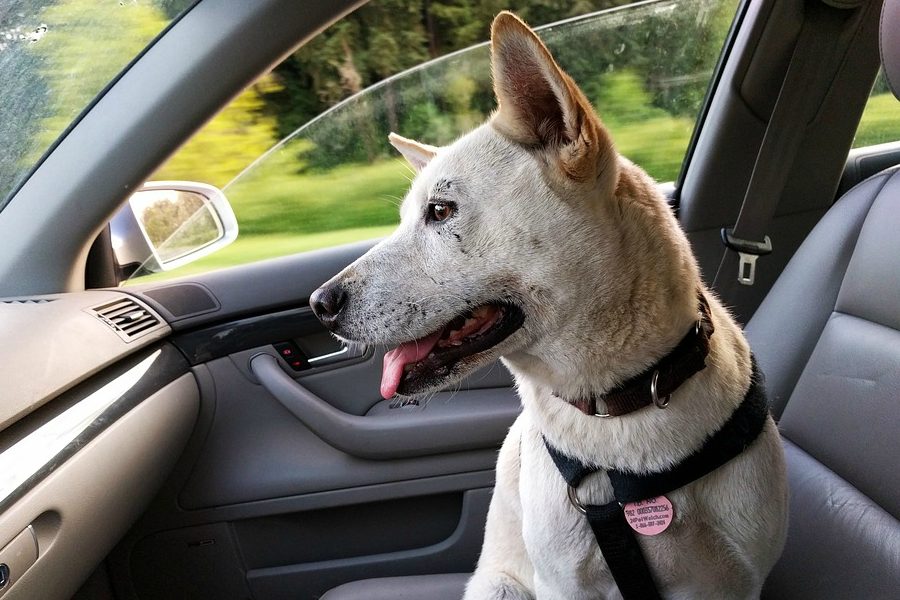 Michiganders furry friends will be forced to ride shot gun if a bill to ban dogs in drivers laps passes the state Legislature.
