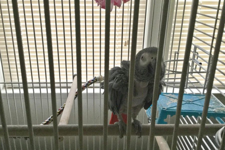 A beautiful African grey parrot, Abbie enjoys many different human foods. Abbie is a rescue parrot who belongs to senior Taylor Dearth.