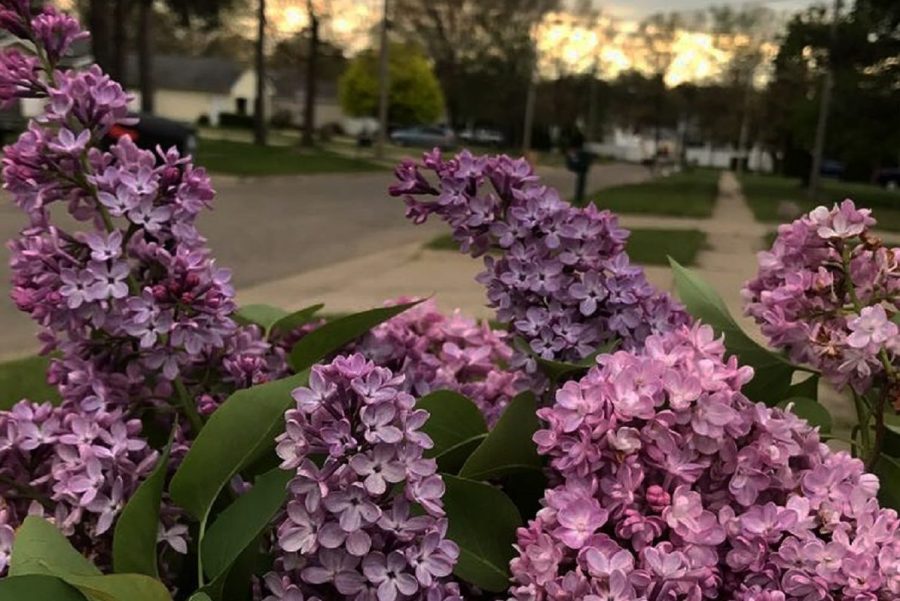 Lilacs can lift a person's spirits after a long winter.