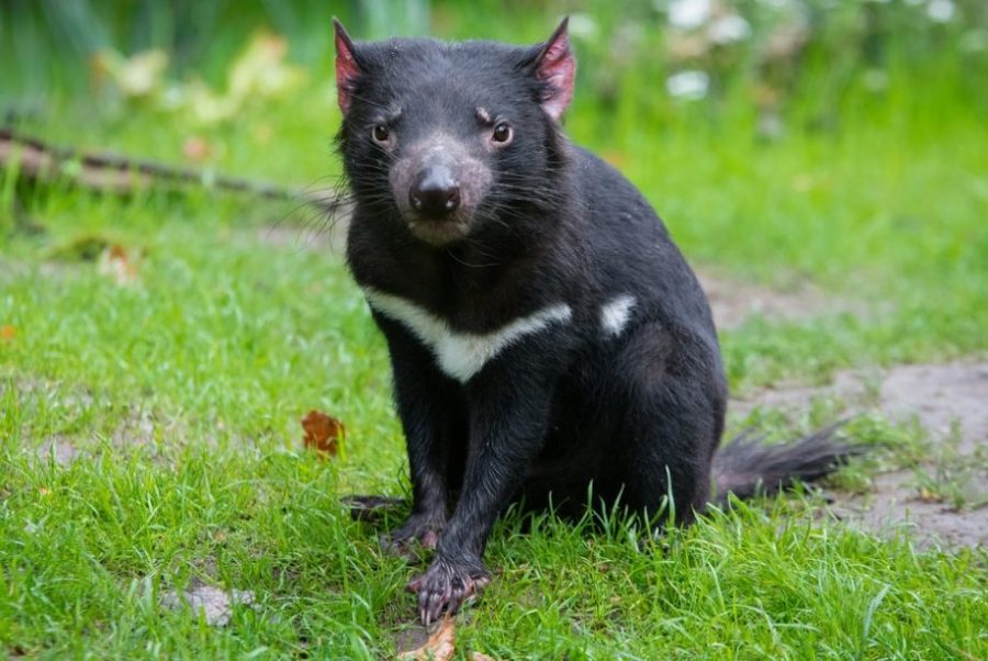 The Tasmanian devil isn’t just a cartoon, it’s an endangered animal ...