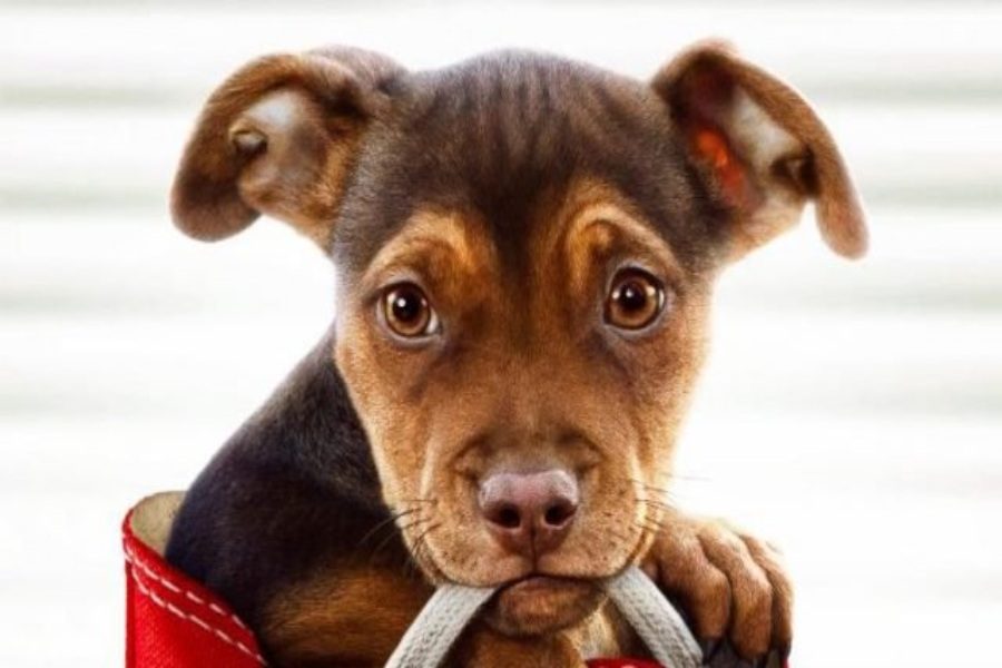 A Dogs Way Home tells the story of the adorable lost puppy Bella.
