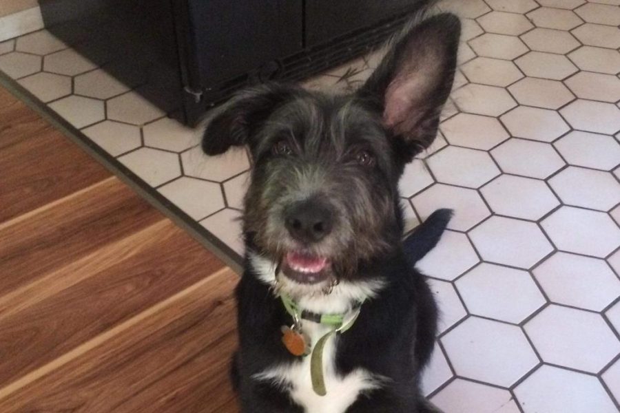 Theo is a happy, healthy puppy, thanks to his owner, senior Chloe  Clarambeau.