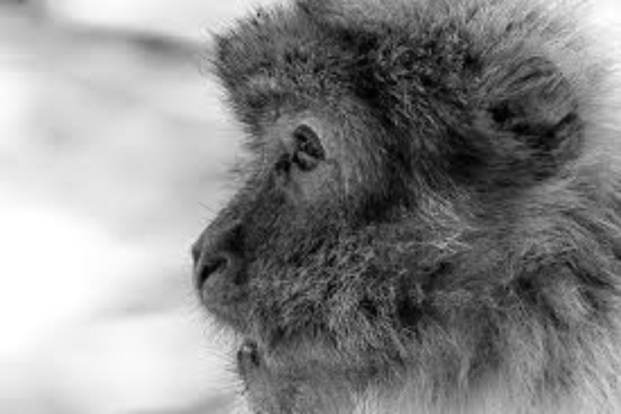 The Barbary macaque is an endangered species that lives in the Atlas Mountains of Morocco. Animals like this are part of Endangered Species Day, which falls on Friday, May 17, to raise awareness about endangered and threatened species conservation.