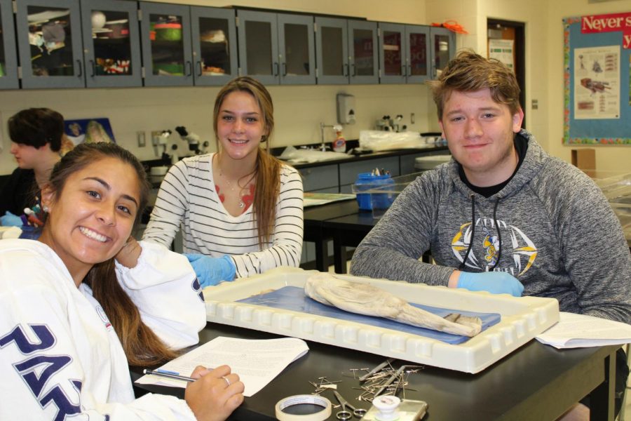 Senior Maribel Ascencio, sophomore Faith , and sophomore Jack Hinman work together when dissecting a shark.