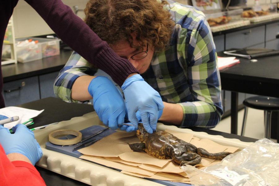Sophomore Cayden Lewis focuses on cutting open the mouth of a frog.
 