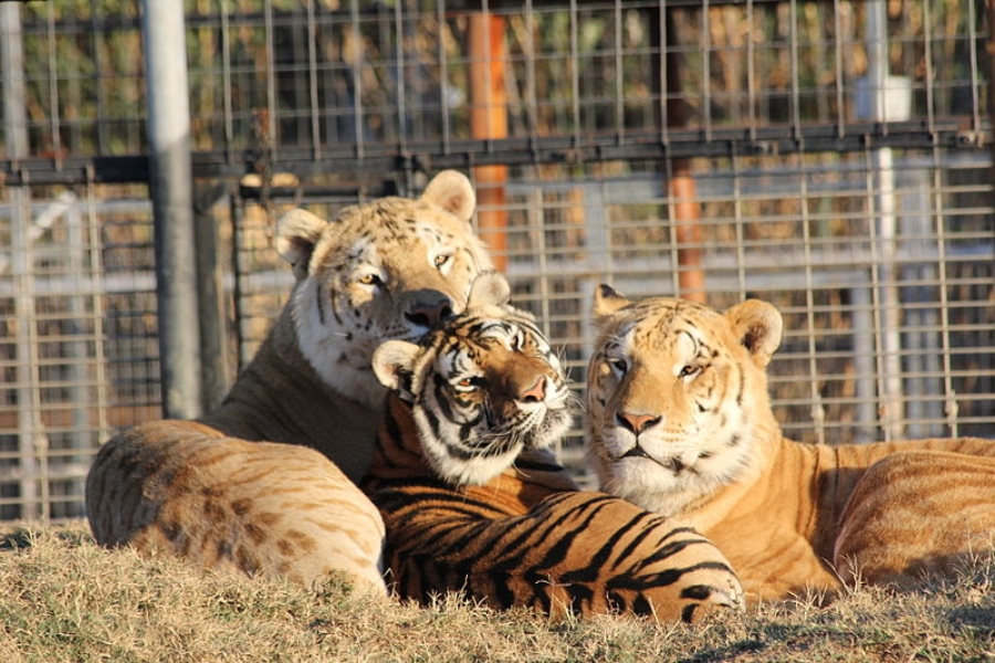 "Tiger King: Murder, Mayhem, and Madness" provides an entertaining escape from quarantine life.