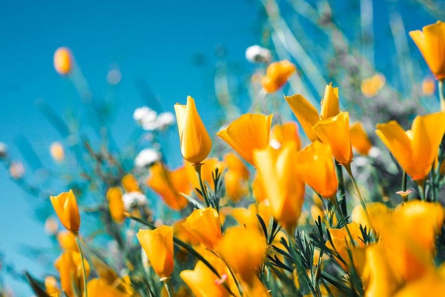 Yellow flowers to represent the coming summer